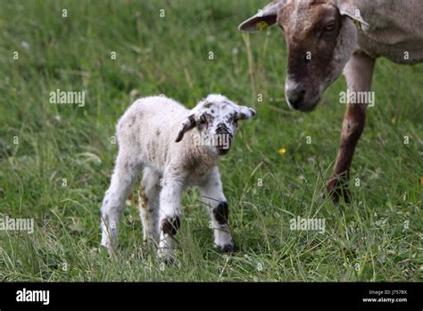 lamb with ewe Stock Photo - Alamy