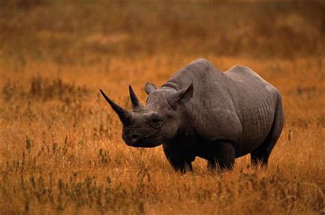 Why Rhinos Are Endangered and What We Can Do