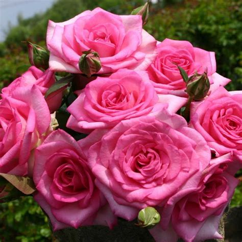 Growing Hybrid Tea Roses | Triangle Gardener Magazine