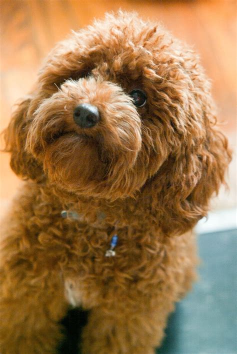 Red toy poodle. This may have to be our next little dog! So cute! Standard Poodle Cuts, Standard ...