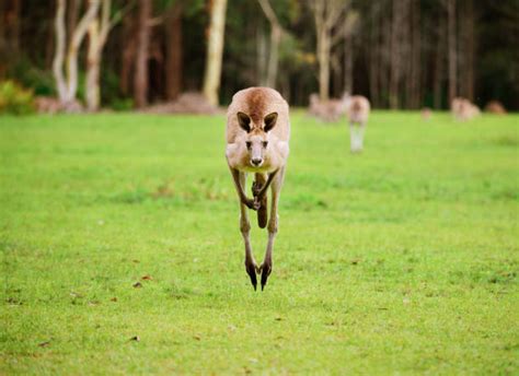 Kangaroo Jump Stock Photos, Pictures & Royalty-Free Images - iStock