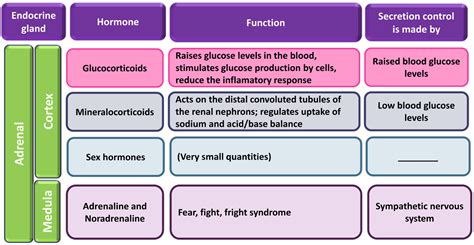 Adrenal Steroids - Physiology Video for Medical Students | Faculty of ...