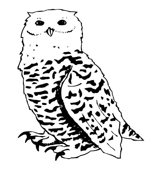 Snowy Owl Coloring Page at GetColorings.com | Free printable colorings pages to print and color