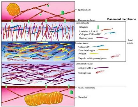 Basal Lamina Vsmembrane