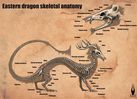 Eastern Dragon Anatomy and Physiology - Dragonsinn.net