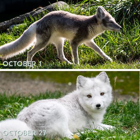 Arctic Fox Summer Coat Vs Winter Coat