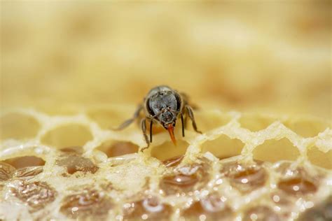 Nest of apis florea 7993152 Stock Photo at Vecteezy