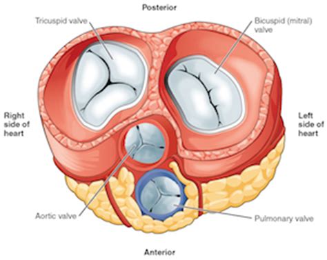 Heart Murmur: Definition, Causes, Symptoms & Treatment | Study.com