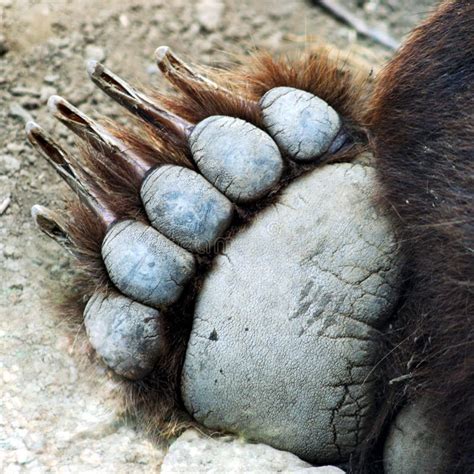 A Grizzly Bear Paw stock image. Image of natural, horribilis - 3269371