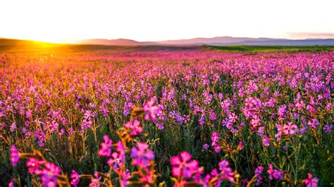 Pink petaled flower field, plants, landscape, flowers HD wallpaper | Wallpaper Flare