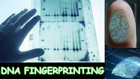 Dna Fingerprinting Process Animation