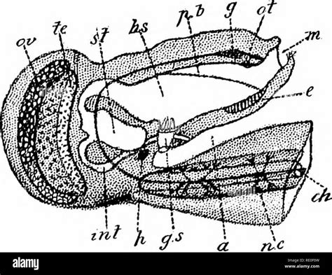 Body cavities anatomy Black and White Stock Photos & Images - Alamy