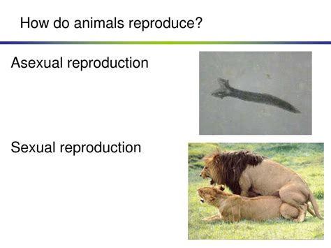 How Does Animalia Reproduce