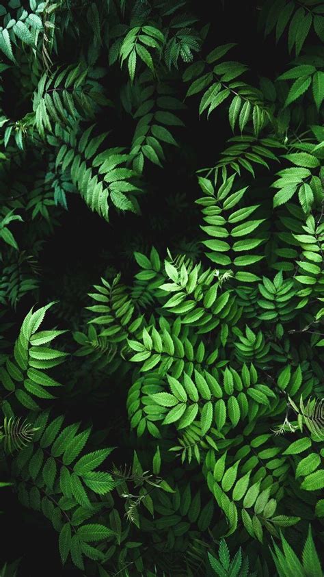 Green Leaves Wallpapers - Top Free Green Leaves Backgrounds - WallpaperAccess