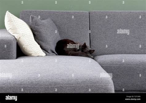 Black cat sleeping on a grey couch Stock Photo - Alamy