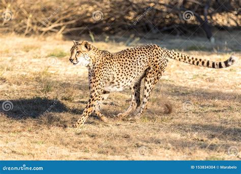 Cheetah Running in South Africa, Acinonyx Jubatus. Stock Photo - Image of safari, park: 153834304