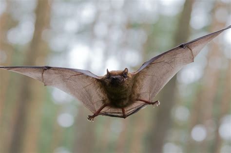 Bat Removal In Philadelphia PA - Get Rid Of Bats In Attic