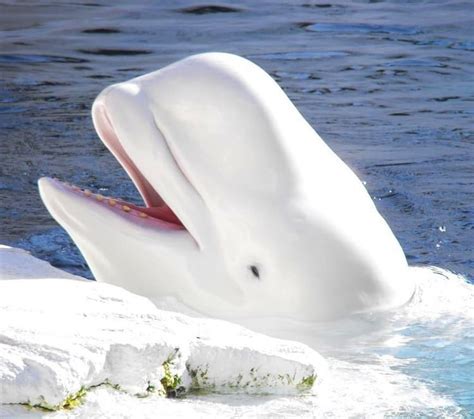 Beluga-Whale 🐳, Churchill, Manitoba, Canada 🇨🇦 Beautiful Creatures, Animals Beautiful, Animals ...