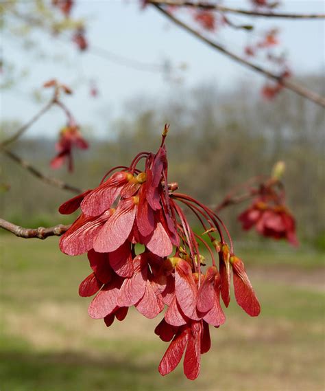 Rhode Island State Tree | Red Maple