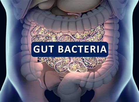 Gut bacteria , gut flora, microbiome. Bacteria inside the small ...