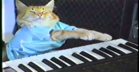 The Piano-Playing Cat