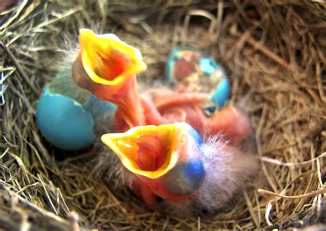 Baby Birds Hatching | Smithsonian Photo Contest | Smithsonian Magazine