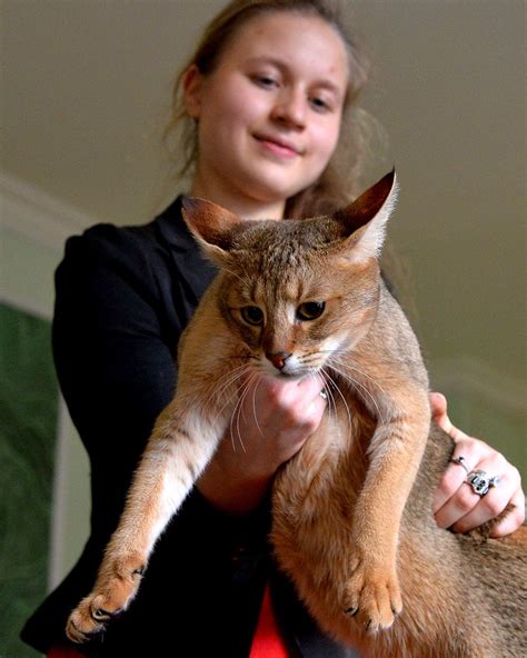 Pin by Heidi Rucki on Chausie Cat | Chausie cat, Cat breeds, Cats