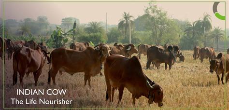 The Life Nourisher - Klimom Desi Indian Cow Products