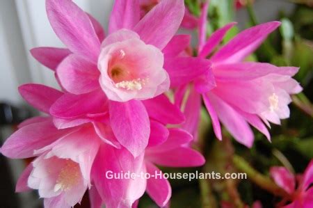 Orchid Cactus Care How-tos - Epiphyllum spp. and Hybrids