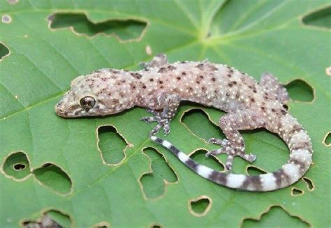 Mediterranean House Gecko Species Information and Facts