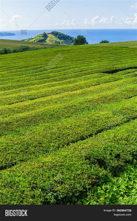 View On Tea Plantation Image & Photo (Free Trial) | Bigstock