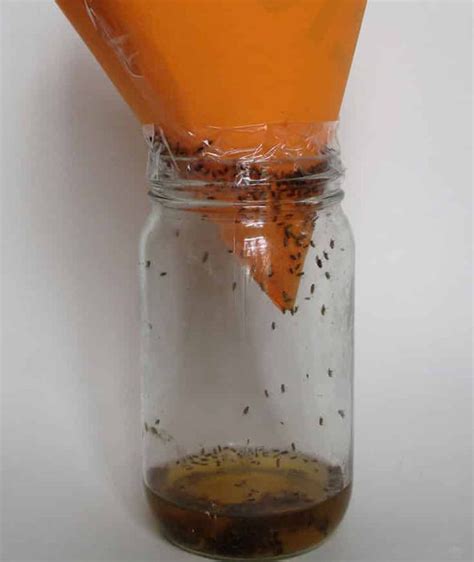 How to get rid of flies in your house using a jar, cone and something ...