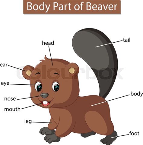 Diagram showing body part of beaver | Stock vector | Colourbox