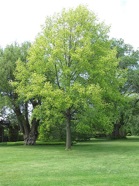 Yellow Variegated Tuliptree (Liriodendron tulipifera 'Aureomarginatum') in Fayetteville ...