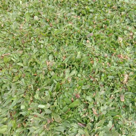 Jual Rumput gajah mini hijau | Shopee Indonesia