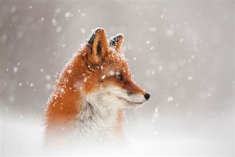 Fox Snow, HD Animals, 4k Wallpapers, Images, Backgrounds, Photos and ...