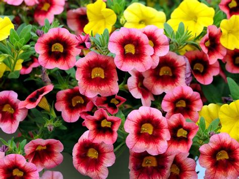 Top 8 Annuals for Container Gardening | Reader's Digest Canada