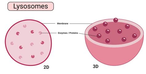 Plant Cell Lysosome Cell Endosomes Plant Structure Function Journal Science Jcs Biologists ...