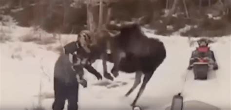 VIDEO: Moose Attacks Footage Used in New Colorado Moose Safety Video ...