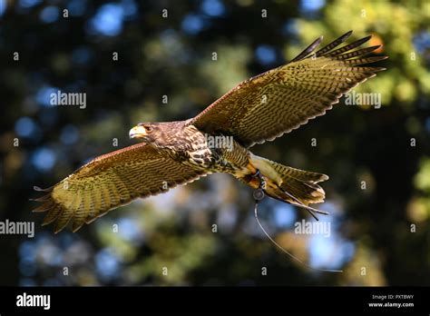 Harris Hawk flying Stock Photo - Alamy