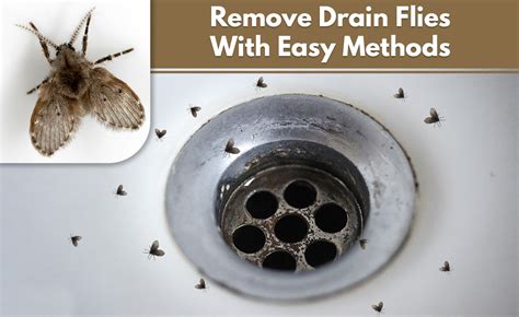 What Can You Do In Your Home To Get Rid Of Drain Flies?