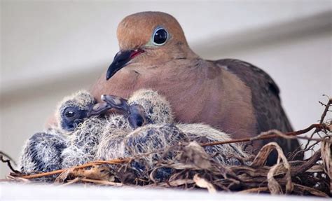 22 Breathtaking Mourning Dove Pictures - Birds and Blooms