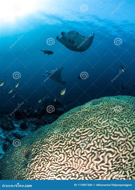 Two Manta Rays Hovering Over Coral Reefs Stock Photo - Image of wildlife, underwater: 113907306