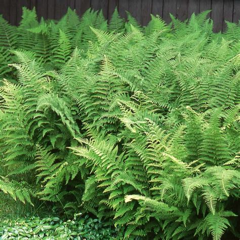 Hay-scented Fern | Plant Profile | Sylvan Gardens Landscape Contractors