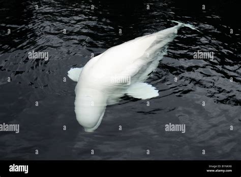 White Adult Beluga Whale Vancouver Aquarium British Columbia Canada Stock Photo - Alamy