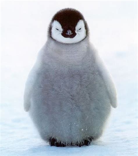 Inner peace...in...in...inner...inner peace.....#penguins | Cute baby penguin, Cute animal ...