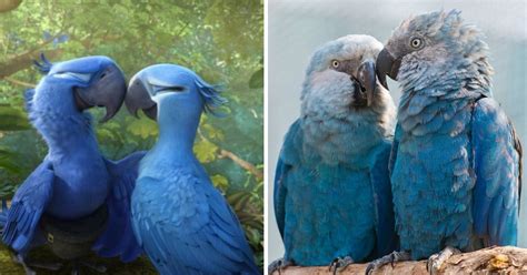 The Blue Spix's Macaw Parrot Seen In The Movie ‘Rio’ Is Now Extinct