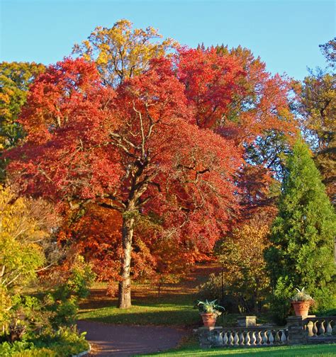 Experience Fantastic Fall Color at Morris Arboretum - Chestnut Hill