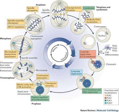 Cell Process Diagram