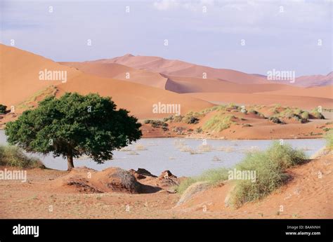 Oasis in desert Stock Photo - Alamy